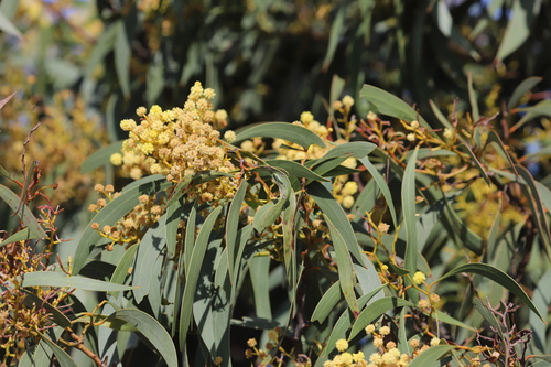 Acacia leiophylla, 2021-09-19