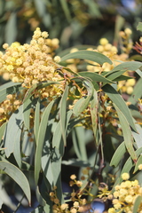 Acacia leiophylla