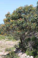 Acacia leiophylla