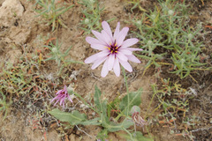 Pseudopodospermum papposum