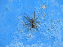 Hogna bivittata