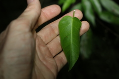 Cynanchum bowmanii