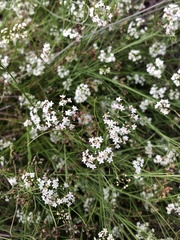 Platysace heterophylla