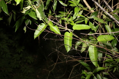 Cynanchum bowmanii