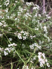 Platysace heterophylla