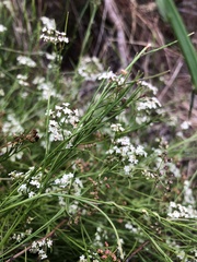 Platysace heterophylla