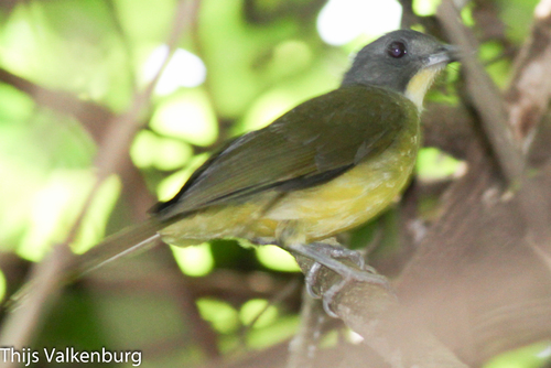 Gray-headed Bristlebill