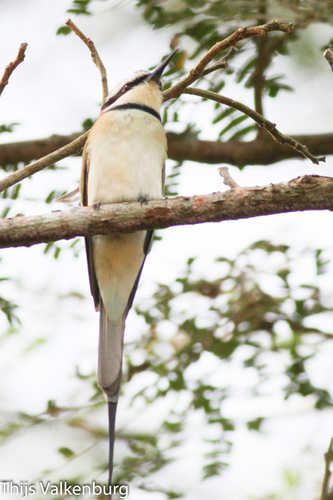 White-throated Bee-eater