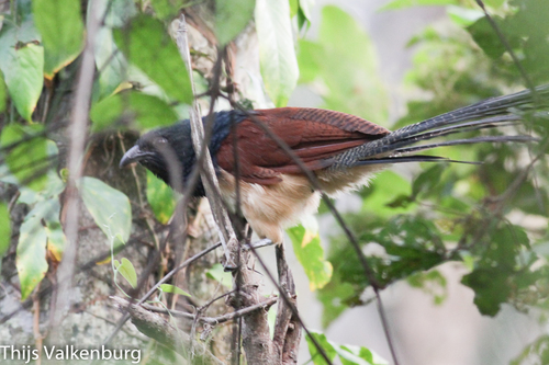Centropus leucogaster leucogaster