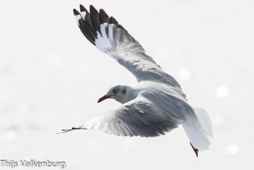 Gray-hooded Gull