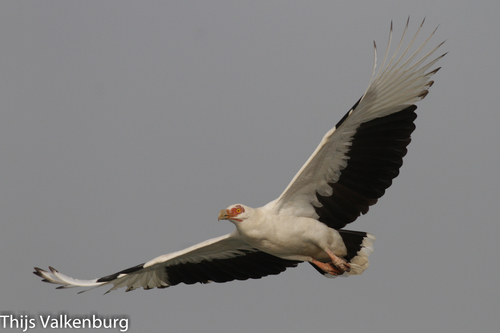 Palm-nut Vulture
