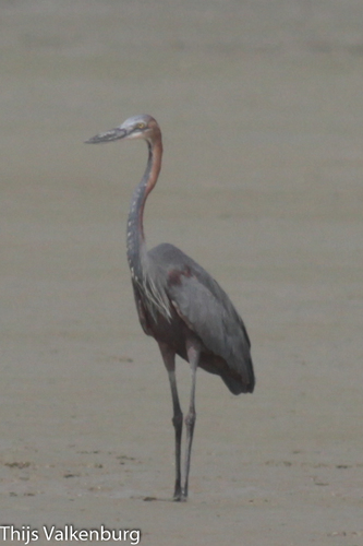 Goliath Heron