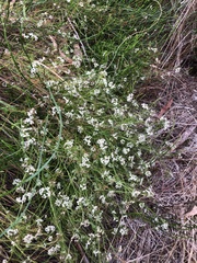 Platysace heterophylla