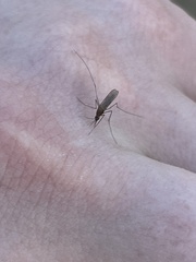 Anopheles atropos