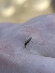 Anopheles atropos