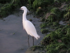 Egretta garzetta
