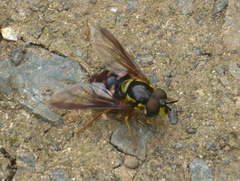 Chrysotoxum triarcuatum
