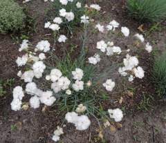 Dianthus plumarius