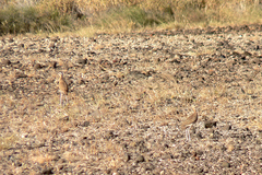 Cursorius somalensis