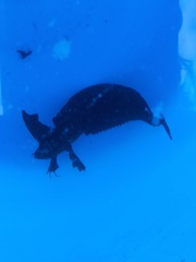 Cristiceps aurantiacus