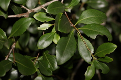 Denhamia bilocularis