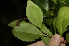 Denhamia bilocularis