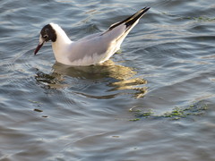 Chroicocephalus ridibundus