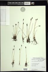 Eleocharis halophila