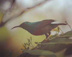 Cinnyris chloropygius