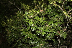 Denhamia bilocularis