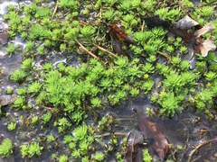 Myriophyllum aquaticum