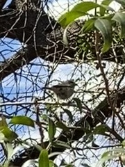 Auriparus flaviceps