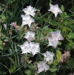 Dianthus plumarius