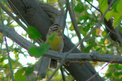 Emberiza poliopleura