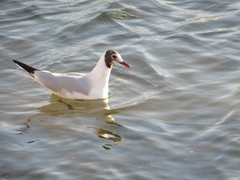 Chroicocephalus ridibundus