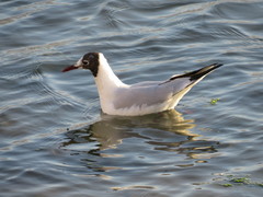 Chroicocephalus ridibundus