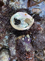 Hapalogaster cavicauda