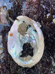 Hapalogaster cavicauda