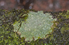 Pertusaria pertusa