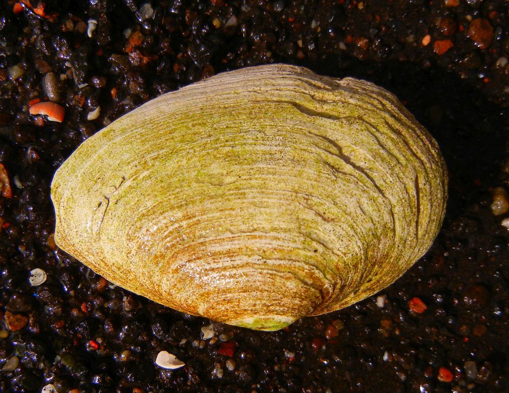 Photo of a Soft-shelled Clam