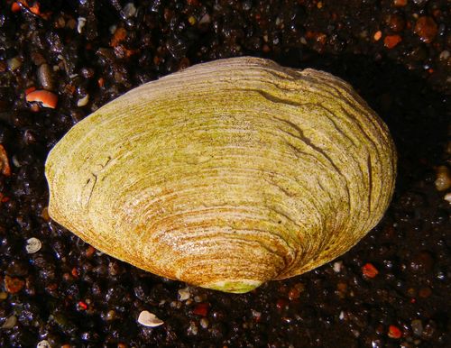 Soft-shelled Clam