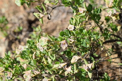 Lonicera interrupta