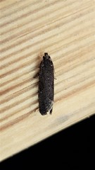 Cryptaspasma sordida