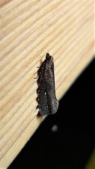 Cryptaspasma sordida