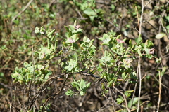 Lonicera interrupta