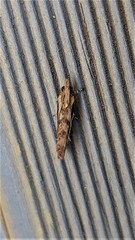 Statherotis euryphaea