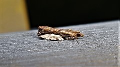 Statherotis euryphaea