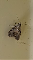 Nola desmotes