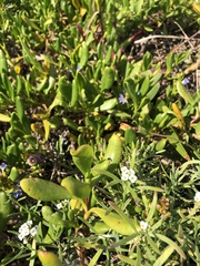 Steganopsis melanogaster