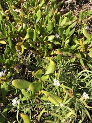 Steganopsis melanogaster